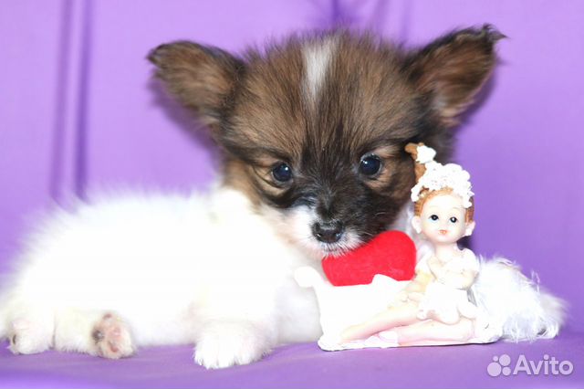 Богемия - милейший щенок папийона объявление продам