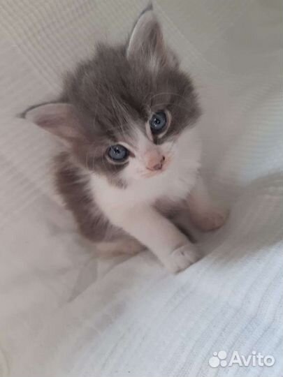 Кошки бесплатно