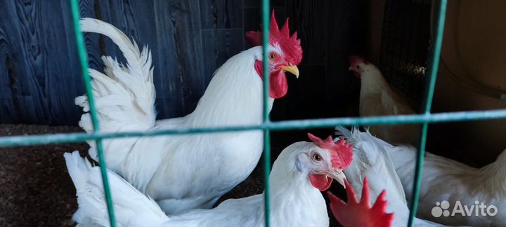 Домашние куриные яйца