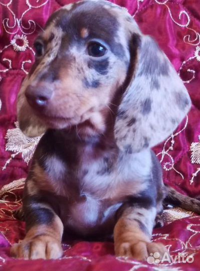 Щенки кроличьей таксы