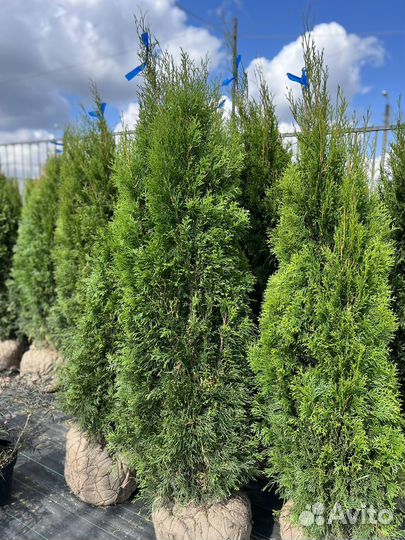 Туи Смарагд