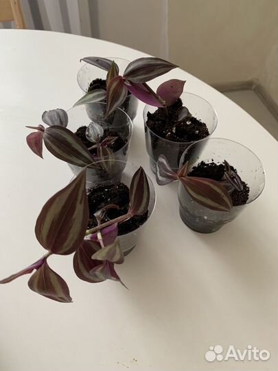 Комнатные цветы