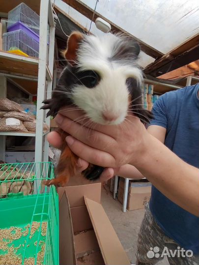 Морская свинка