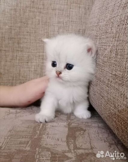 Клубные британцы