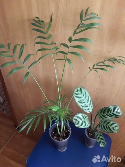 Хамедорея, ктенанта бурле маркс