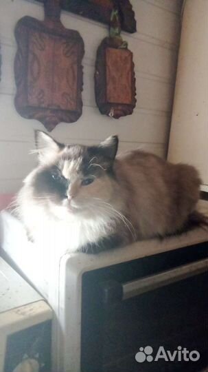 Котик и кошечка