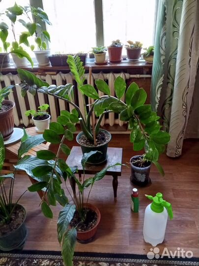 Замиокулькас