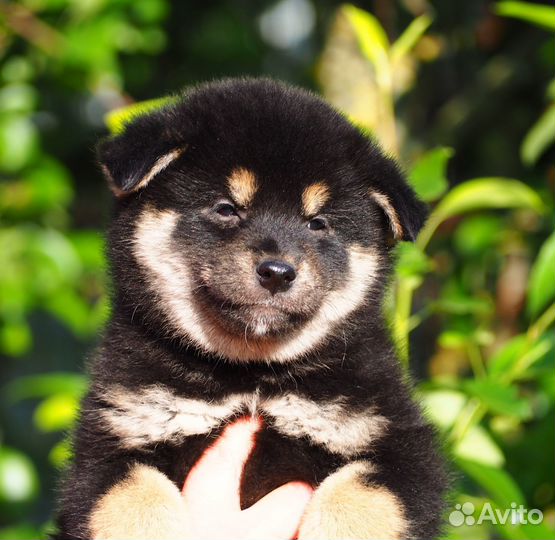 Шиба (сиба ) ину щенки