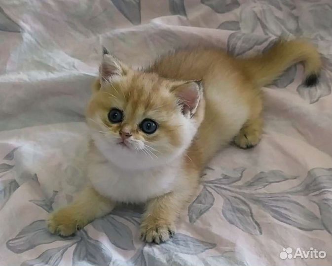 Британская золотая шиншилла с родословной