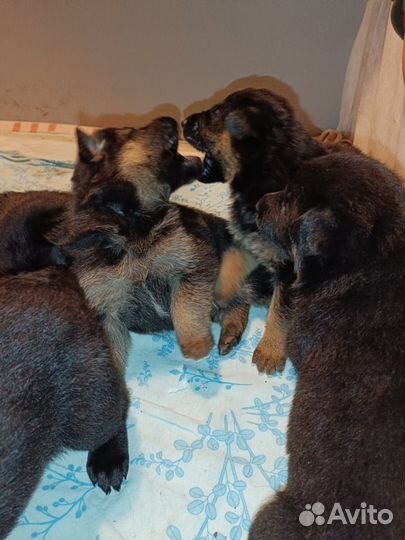 Немецкая овчарка