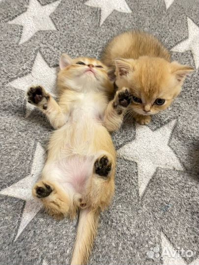 Золотые котята