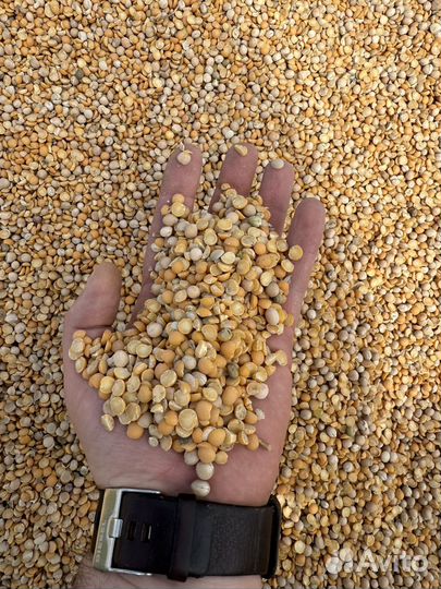 Горох кормовой