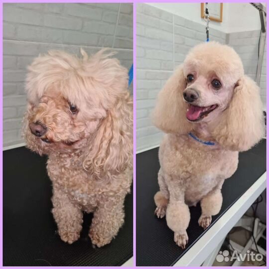 Стрижка собак и кошек. Груминг салон Лапки