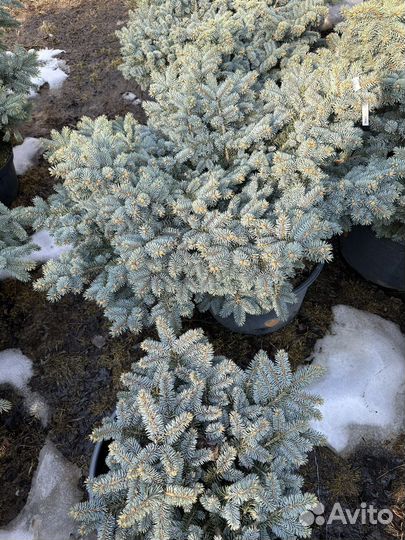 Ель голубая Глаука Глобоза