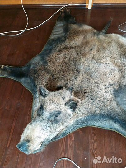 Ковер из чучела кабана, с головой, копытами