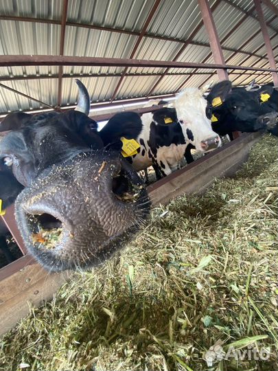 Осеменение, узи коров и телок