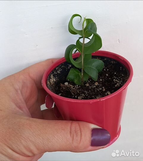 Фикус бенджамина барок