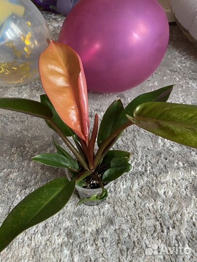 Филодендрон принц оранж