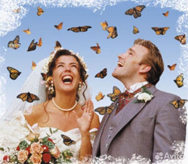 Франшиза Салюты из Живых Тропических Бабочек 2184