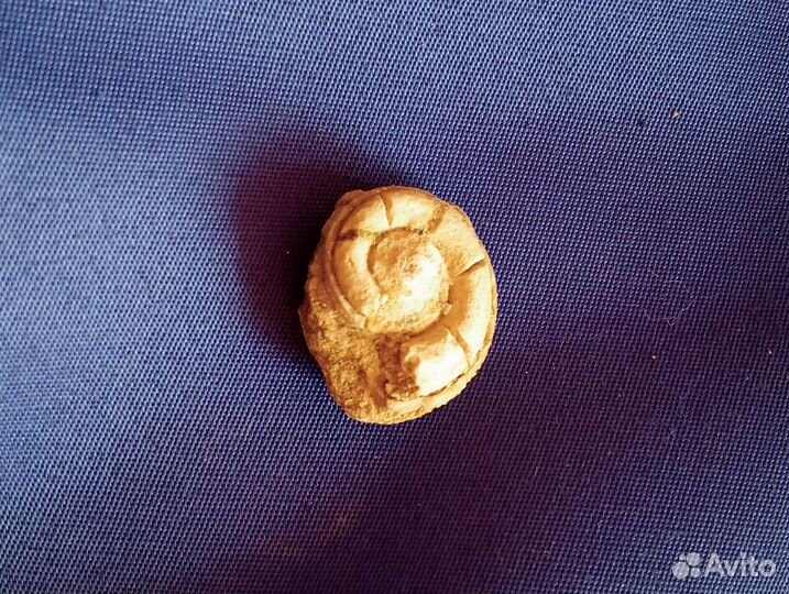 Камень для коллекции древняя окаменелость