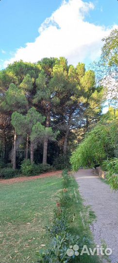 Сосна итальянская пиния