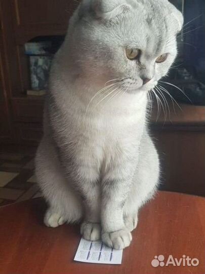 Британский кот на вязку