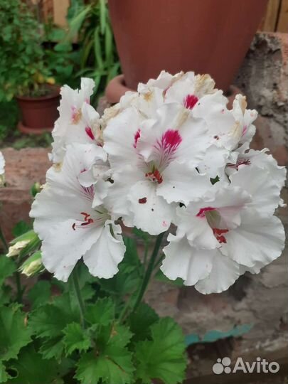 Глоксиния цветущая,пеларгония(герань)