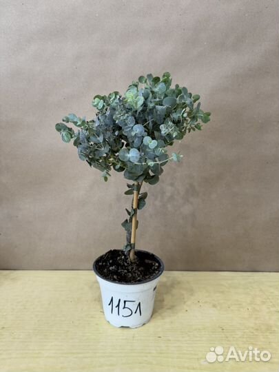 Эвкалипт комнатное растение в горшке