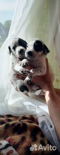 Щенки далматинца