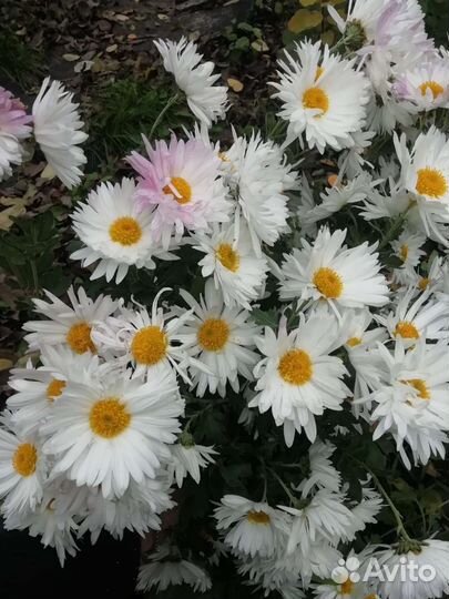 Хризантема