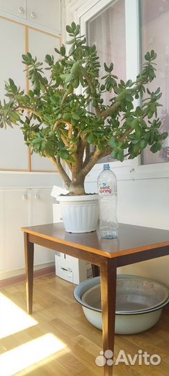 Денежное дерево. Толстянка