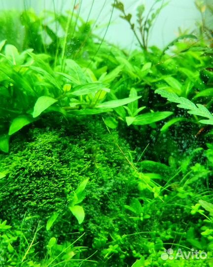 Аквариум ADA, флорариум, аквариумные растения