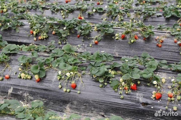 Мульчирующая пленка черная для растений, 1.2м