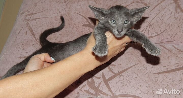 Ориантальные котята