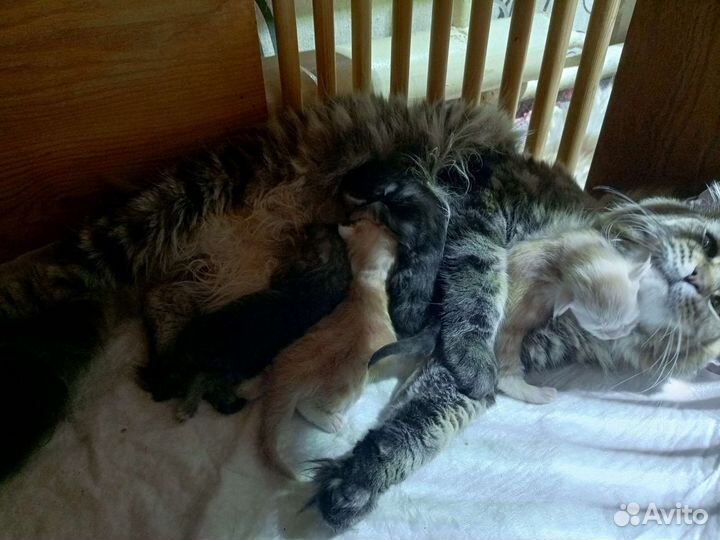 Красавцы Мейн Куны