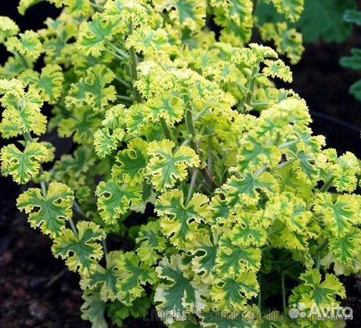 Душистые пеларгонии