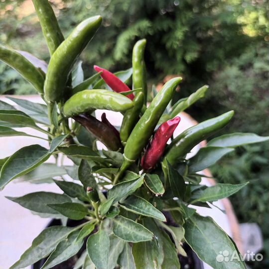 Острый перец, сорта разные