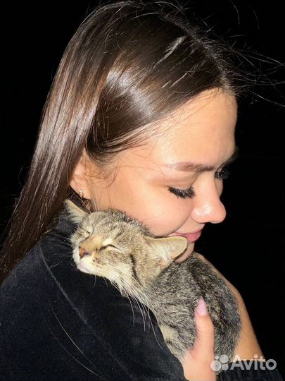 Отдам котенка в добрые руки