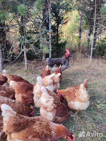 Куры несушки