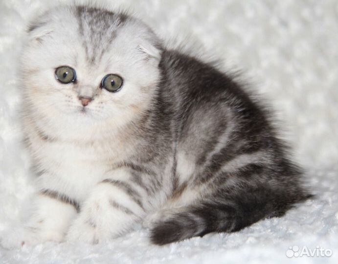 Шотландские вислоухие серебристые котята
