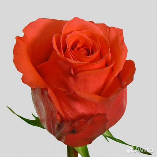 Роза Rockstar 80 см