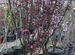 Слива растопыренная prunus cerasifera nigra 35л 20