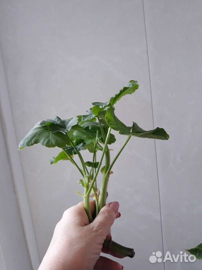 Сортовая герань, пеларгония Rosebud red