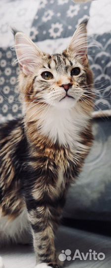 Котята мейн кун вязка