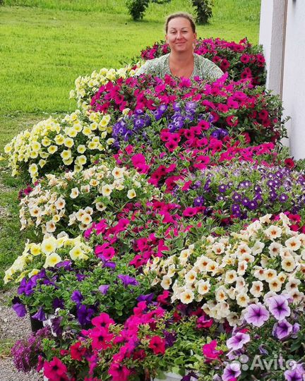 Кашпо с петуниями для балкона, окна (микс)