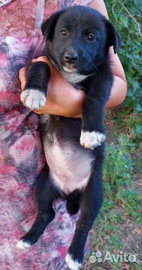 Щенята в добрые руки