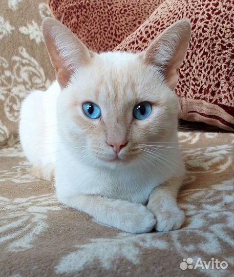 Кот Марсик ищет дом