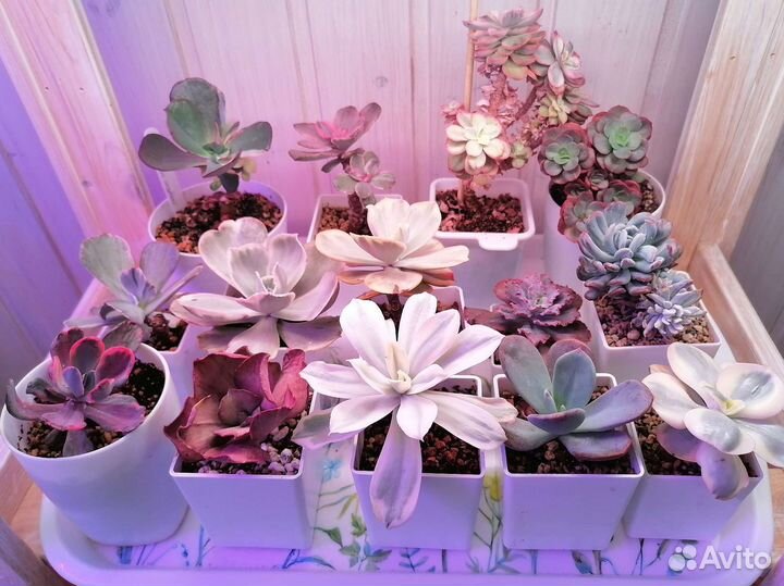 Коллекция эхеверий