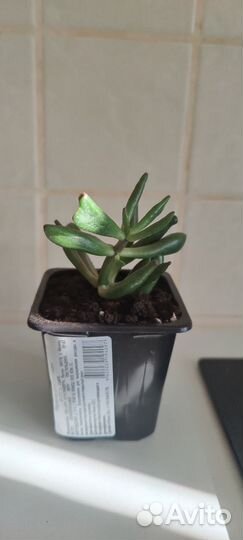 Красула хоббит