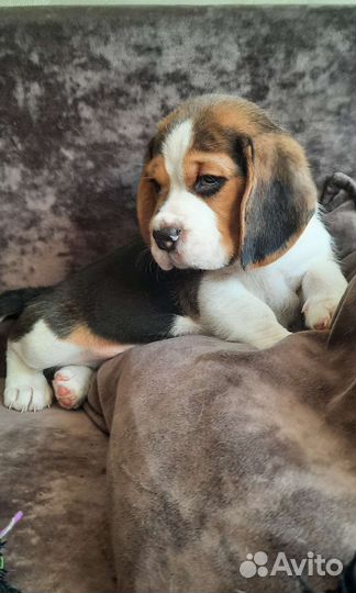 Щенки Бигля